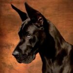Great Dane Dog Simulator 3D Mod Apk 1.3.1 (Unlimited Money)