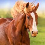 The Horse Mod Apk 1.2.8 (Unlimited Money)