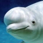 The Beluga Whale Mod Apk 1.2.6  (Unlimited Money)