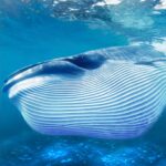 The Blue Whale Mod Apk 1.2.3 (Unlimited Money)