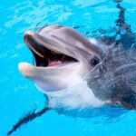 The Dolphin Mod Apk 1.3.0 (Unlimited Money)