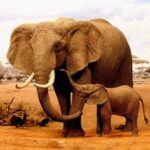 The Elephant Mod Apk 1.3.3 (Unlimited Money)