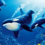 The Killer Whale Mod Apk 1.3.1 (Unlimited Money)