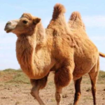 The Camel Mod Apk 1.3.4 (Unlimited Money)