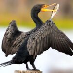 The Cormorant Mod Apk 1.2.9  (Unlimited Money)