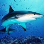The DogFish Mod Apk 1.2.7 (Unlimited Money)