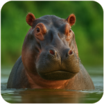 The Hippo Mod Apk 1.2.7 (Unlimited Money)