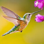 The Hummingbird Mod Apk 1.3.0 (Unlimited Money)