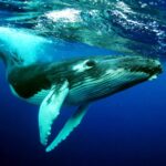 The Humpback Whales Mod Apk 1.2.3 (Unlimited Money)