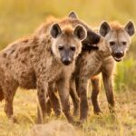 The Hyena Mod Apk 1.3.1 (Unlimited Money)