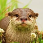 The Otter Mod Apk 1.2.7  (Unlimited Money)