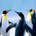 The Penguin Mod Apk 1.2.6 (Unlimited Money)