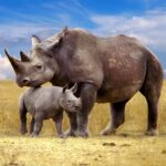 The Rhinoceros Mod Apk 1.3.3 (Unlimited Money)