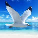 The Seagull Mod Apk 1.2.6 (Unlimited Money)