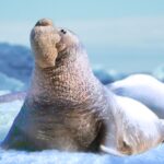 The Seal Elephant Mod Apk 1.2.7 (Unlimited Money)