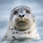 The Seal Mod Apk 1.2.5 (Unlimited Money)