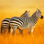 The Zebra Mod Apk 1.3.3 (Unlimited Money)