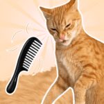 Brush The Cat Mod Apk 1.0.8 (Unlimited Money)
